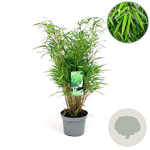 Fargesia rufa 60-80 cm 5,0L