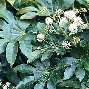 Fatsia japonica 80-100 cm 12L kegel
