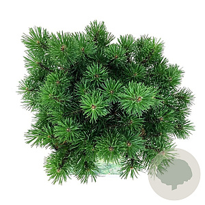 Pinus mugo 'Mops' 20-25 cm
