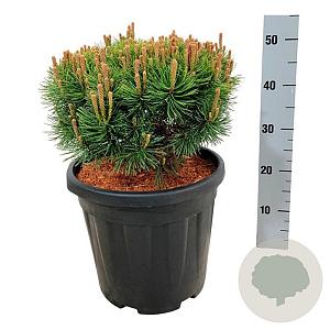 Pinus mugo 'Mops' 30-40 cm 15L