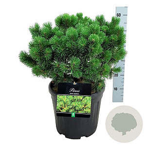 Pinus mugo 'Mumpitz' 40-50 cm 15L