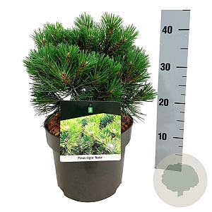 Pinus nigra 'Nana' 25-30 cm