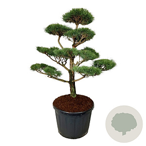 Pinus nigra nigra 150-175 cm cont. 180L bonsai