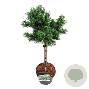 Pinus parv. 'Negishi' 40 cm stam 5,0L