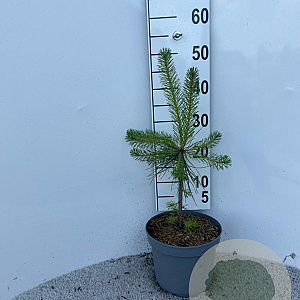 Pinus sylvestris 40-50 cm 5,0L