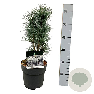Pinus sylv. 'Fastigiata' 30-40 cm 4,5L