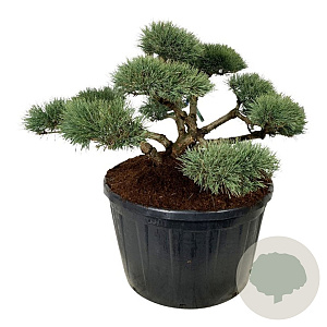 Pinus sylv. 'Repens' 125-150 cm cont. 285L bonsai