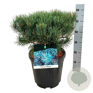 Pinus sylv. 'Watereri' 30-40 cm 15L