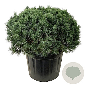 Pinus sylv. 'Watereri' 100-125 cm cont. 180L solitair