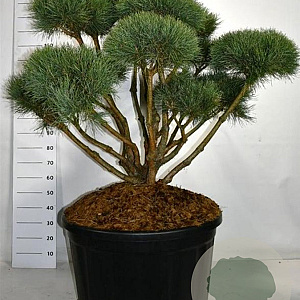 Pinus sylv. 'Watereri' 100-125 cm cont. 230L bonsai