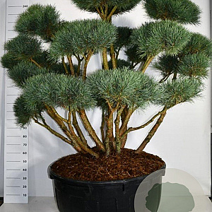 Pinus sylv. 'Watereri' 150-175 cm cont. 500L bonsai