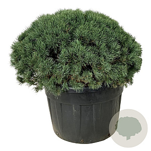 Pinus sylv. 'Watereri' 100-125 cm cont. 230L bol extra