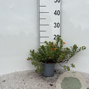 Potentilla f. Marian Red Robin 15-20 cm C1.3