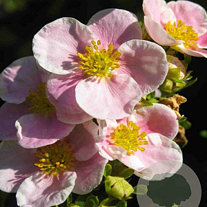 Potentilla f. 'Pink Beauty' 30-40 cm 2,0L