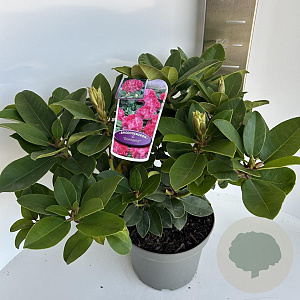 Rhododendron 'Germania' 40-50 cm 5,0L
