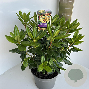 Rhododendron 'Nancy Evans' 40-50 cm 5,0L