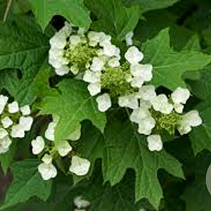 Hydrangea quercifolia 60-80 cm 12L 4-6 tak