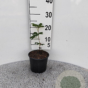 Ribes sang. 'King Edward VII' plantgoed 2,0L