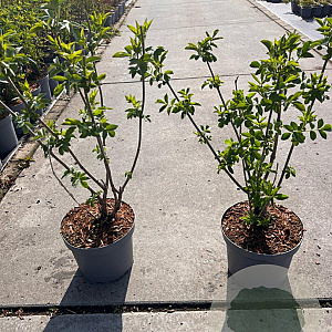 Sambucus nigra 50-60 cm 5,0L