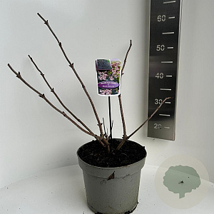 Sambucus nigra Black Beauty 30-35 cm 5,0L
