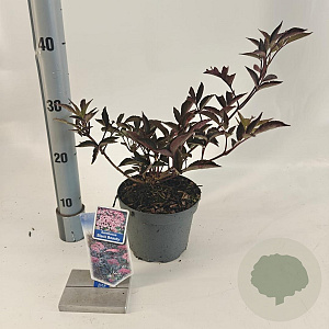 Sambucus nigra Black Beauty 30-40 cm 2,0L