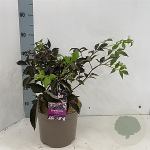Sambucus nigra Black Beauty 30-40 cm 5,0L