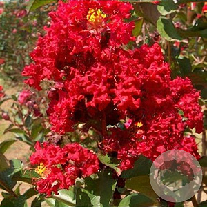 Lagerstroemia Dynabite 80-100 cm 12L struik rood