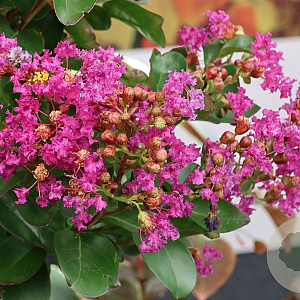 Lagerstroemia i. Purple Star 80-100 cm 12L struik rood