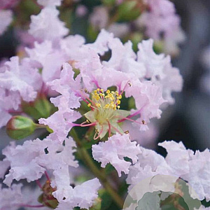 Lagerstroemia i. With Love Babe 40-60 cm 2,0L