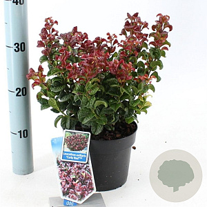 Leucothoe axillaris 'Curly Red' 20-25 cm 2,0L