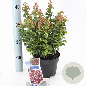 Leucothoe axillaris 'Curly Red' 20-25 cm 2,0L