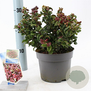 Leucothoe axillaris 'Curly Red' 20-25 cm 2,0L