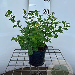 Spiraea decumbens 25-30 cm C1.3
