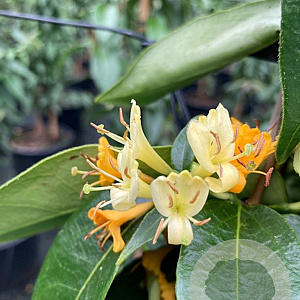 Lonicera henryi 'Copper Beauty' 70 cm 2,0L