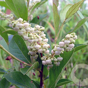 Lyonia ligustrina 60-80 cm 7,5L