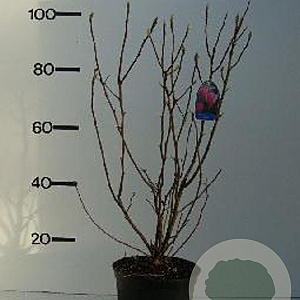 Magnolia 'Betty' 60-80 cm 7,5L