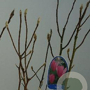Magnolia 'Betty' 60-80 cm 7,5L