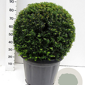 Taxus baccata 65 cm container bol