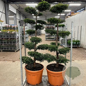 Taxus baccata 170 cm cont. 65L bonsai