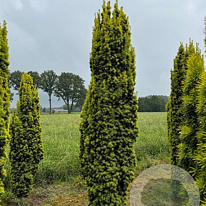 Taxus b. 'Fastigiata Aurea' 300-350 cm draadkluit solitair