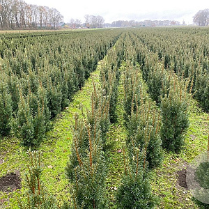 Taxus media 'Hicksii' 50-60 cm met kluit