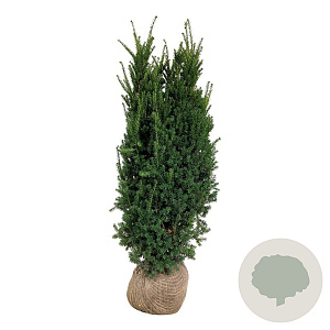 Taxus media 'Hillii' 140-160 cm met kluit extra