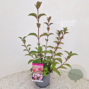 Viburnum bodn. 'Charles Lamont' 60-80 cm 2,5L