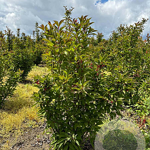 Viburnum bodn. 'Charles Lamont' 175-200 cm draadkluit struik op Stam