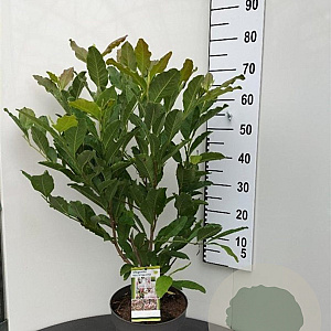 Magnolia soulangeana 60-80 cm 7,5L