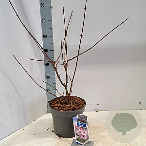 Viburnum farreri 50-60 cm 5,0L