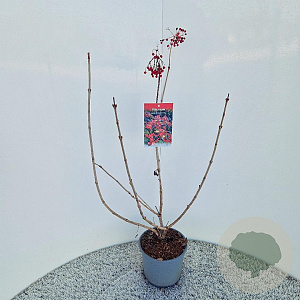 Viburnum opulus 'Compactum' 60-70 cm 3,0L