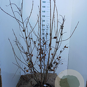 Viburnum opulus 'Roseum' 125-150 cm 20L najaarspotting