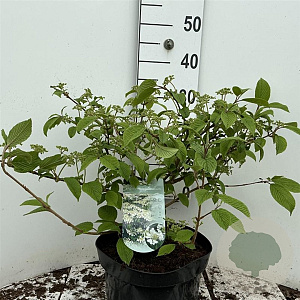 Viburnum plic. 'Mariesii' 50-60 cm 7,5L