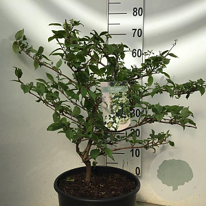 Viburnum plic. 'Mariesii' 60-80 cm 12L